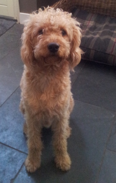 Doodle bijna een jaar