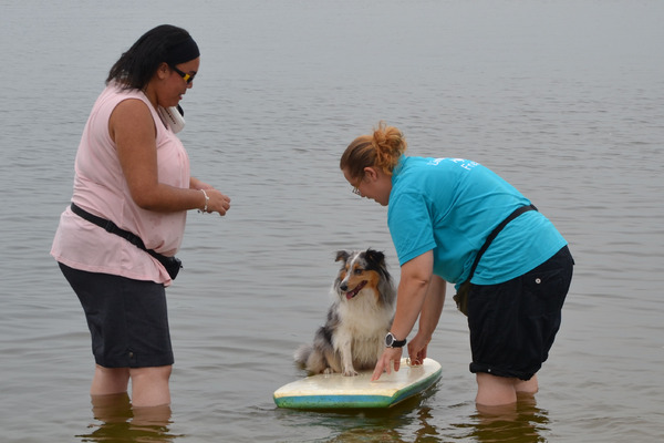 Surfing Sheltie