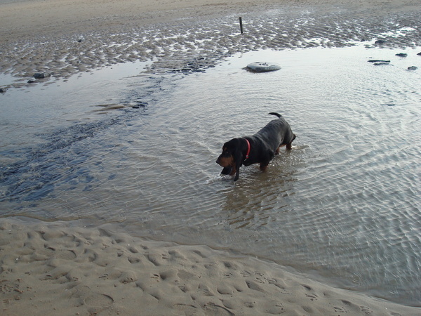 Droopy in Scheveningen
