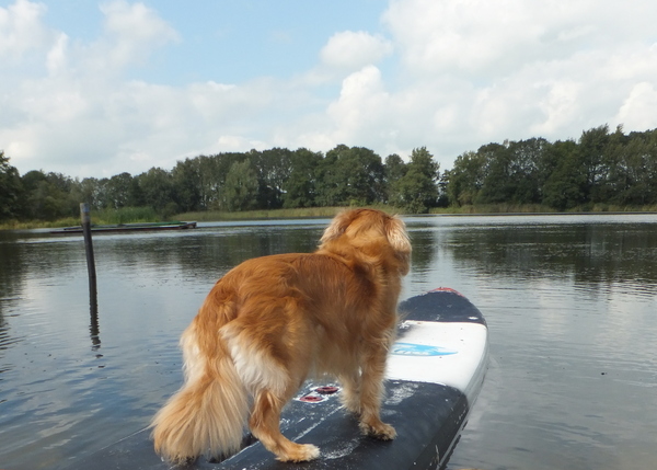 Teske aan het surfen