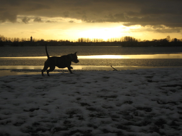 Diva bij Rijkerswoerd 