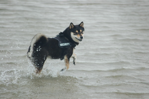 Shiba: vrij rennen aan de zee!