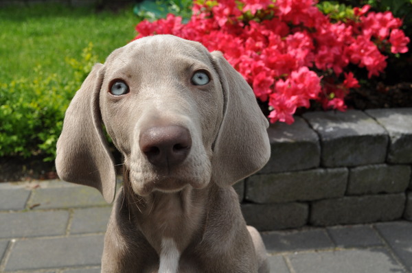 Weimaraner