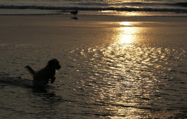 Bobbie in zee aan het rennen tijdens zonsondergang