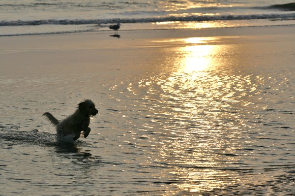 Bobbie tijdens zonsondergang op het strand