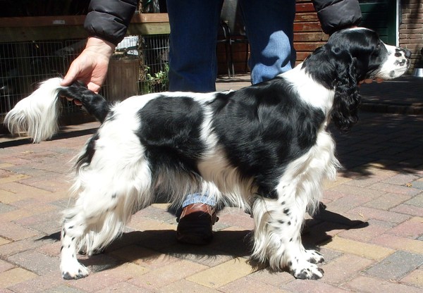 Engelsespringerspaniel huis Ruud Woning