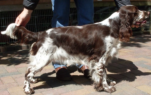 Engelsespringerspaniel huis Ruud Woning