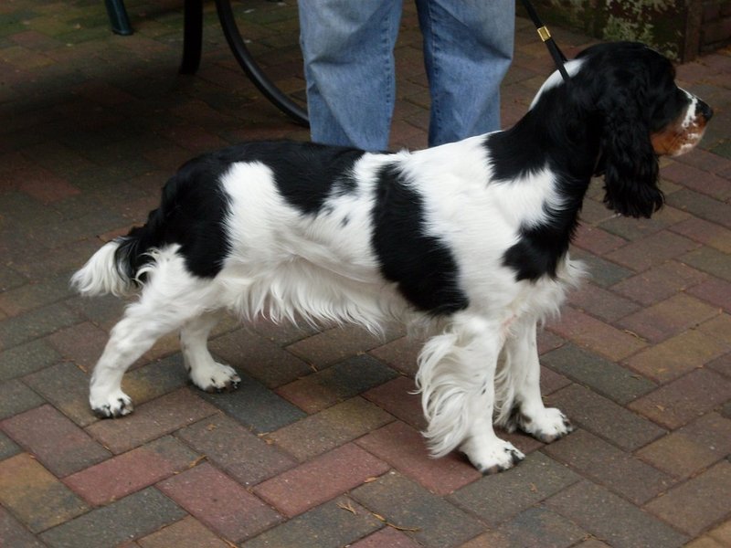Engelsespringerspaniel huis Ruud Woning