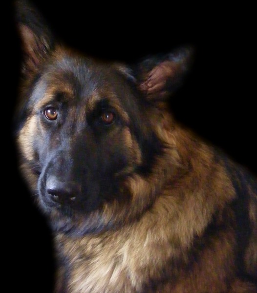 Oud Duitse Herdershond