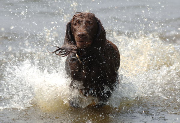 Duitse Staande Hond, Langhaar