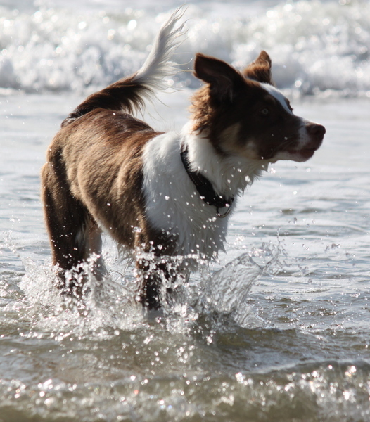 Dex in de zee