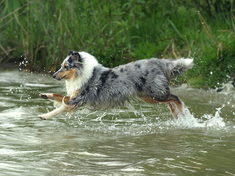 Merle op het strand :)