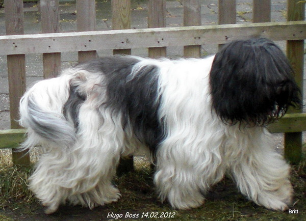 From Perciva's Lodge & Von Hugo Boss Schapendoes & Briard Fokker
