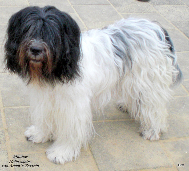 From Perciva's Lodge & Von Hugo Boss Schapendoes & Briard Fokker