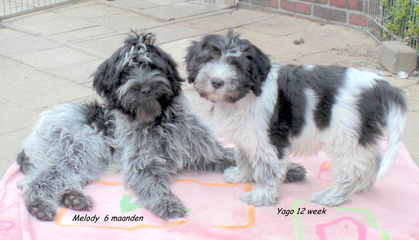 From Perciva's Lodge & Von Hugo Boss Schapendoes & Briard Fokker