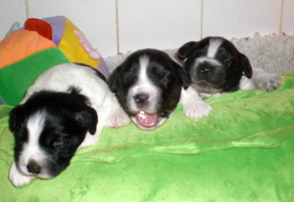 From Perciva's Lodge & Von Hugo Boss Schapendoes & Briard Fokker