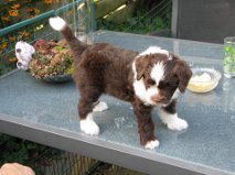 From Perciva's Lodge & Von Hugo Boss Schapendoes & Briard Fokker