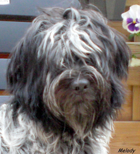 From Perciva's Lodge & Von Hugo Boss Schapendoes & Briard Fokker
