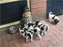 From Perciva's Lodge & Von Hugo Boss Schapendoes & Briard Fokker