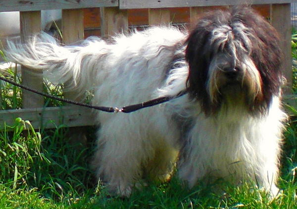 From Perciva's Lodge & Von Hugo Boss Schapendoes & Briard Fokker