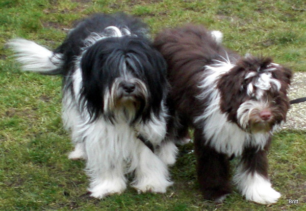 From Perciva's Lodge & Von Hugo Boss Schapendoes & Briard Fokker