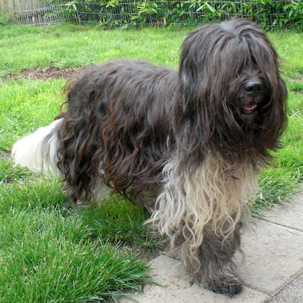 From Perciva's Lodge & Von Hugo Boss Schapendoes & Briard Fokker