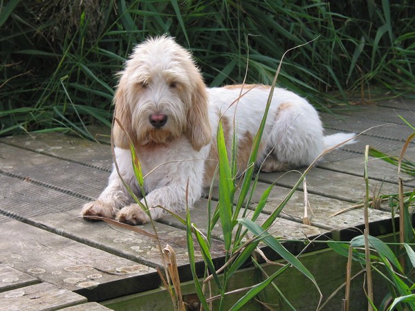 Grand Basset griffon vendéen