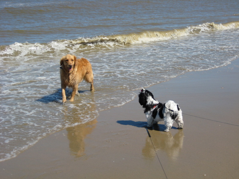 Bonny de eerste keer op het strand 