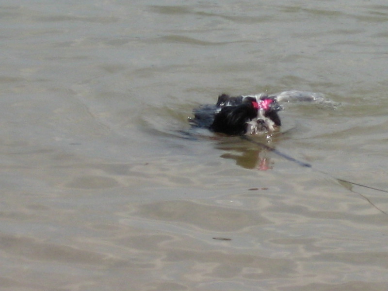 Bonny de eerste keer aan het zwemmmen 