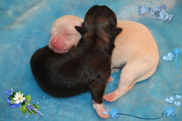 La Maison Du Marchand