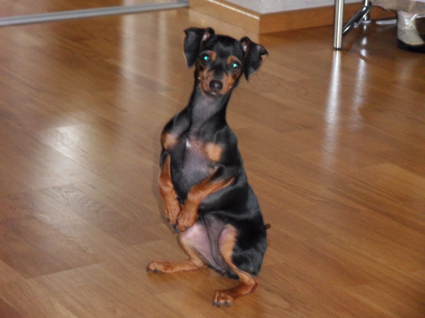 Dwergpinscher