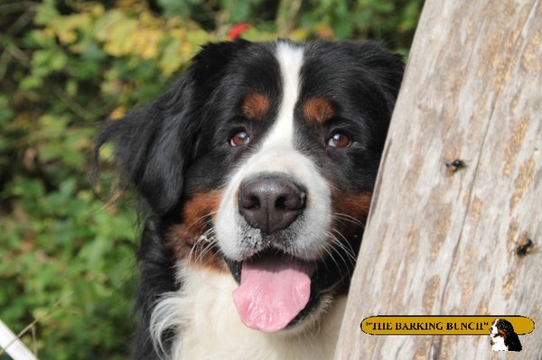 Berner Sennenhond