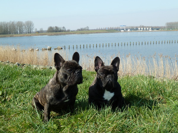 Klojo & Lucky bij het water voor de brug Nijkerkernauw!