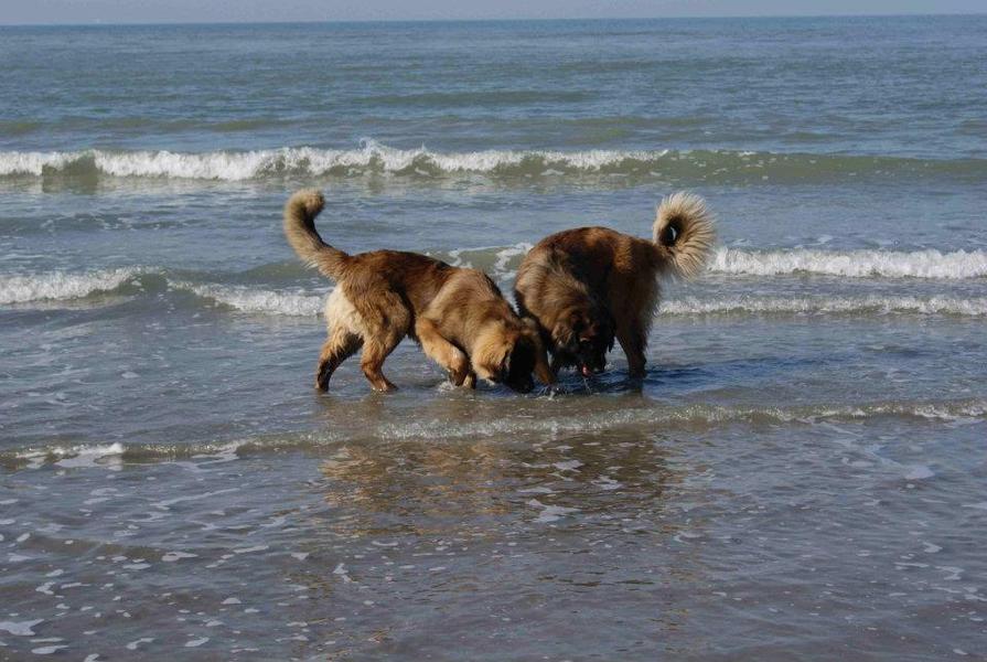 Boraya and chivas on the beach 