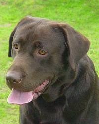 Labrador Retriever
