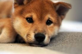 Shiba Inu