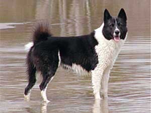 Karelische Berenhond