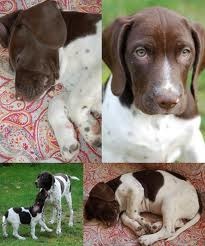 Gammel Dansk Hønsehund