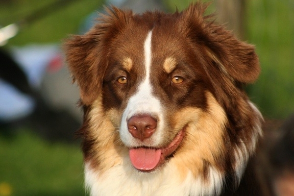 Onze Aussie