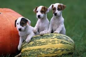 Jack Russell Terrier