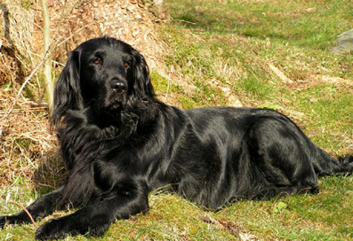 Flatcoated Retriever