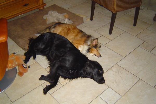 Flatcoated Retriever