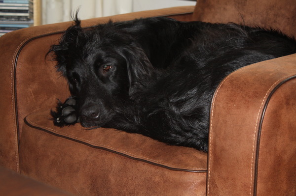 Flatcoated Retriever