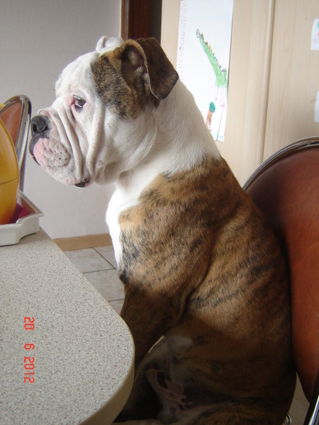 Old English Bulldog