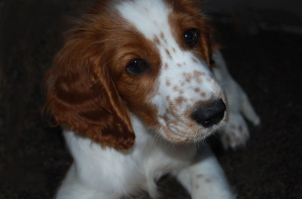Welsh Springer Spaniel