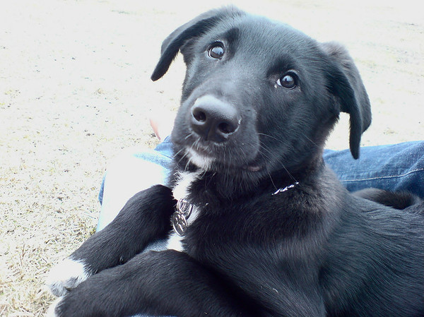 Joey rust lekker even uit in duin