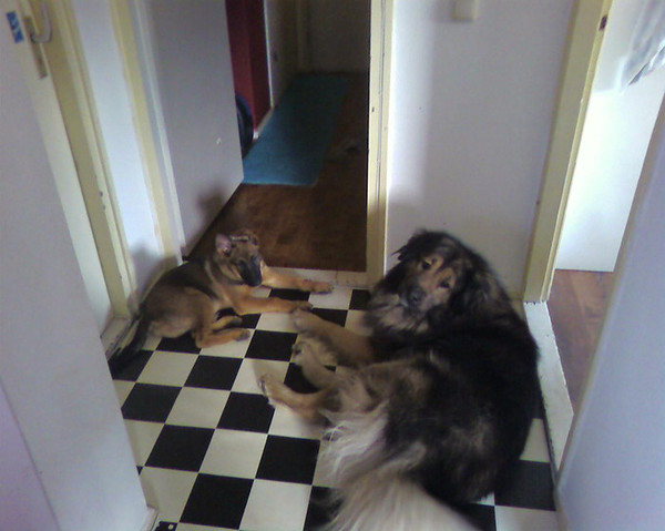 Kaukasische Ovtcharka