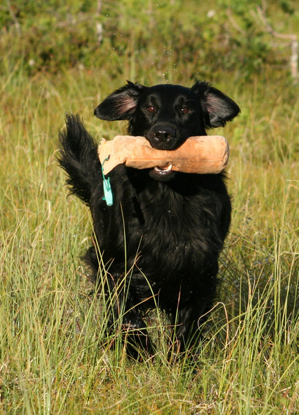 Flatcoated Retriever