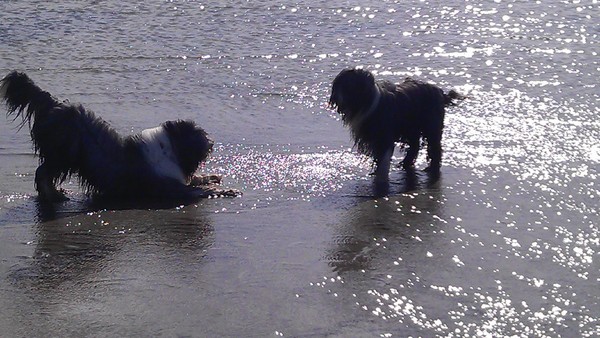 Groeten uit... Terschelling