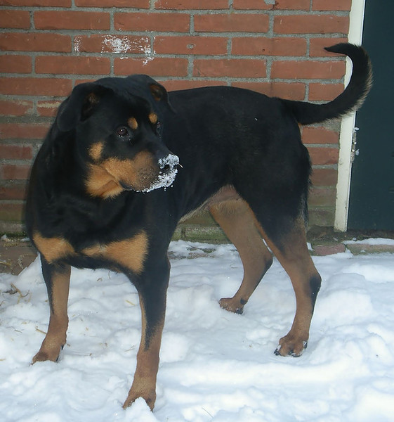 Maxi geniet enorm van de sneeuw!